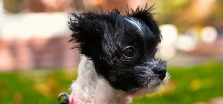 Pet Photography