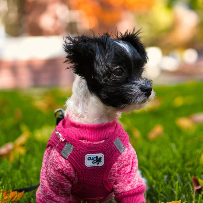 Pet Photography
