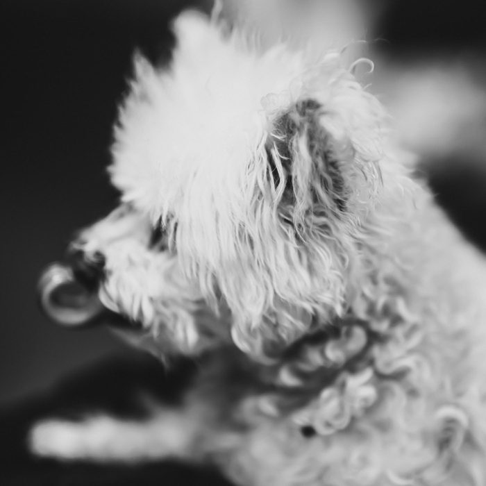 Pet Photography