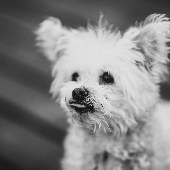 Pet Photography
