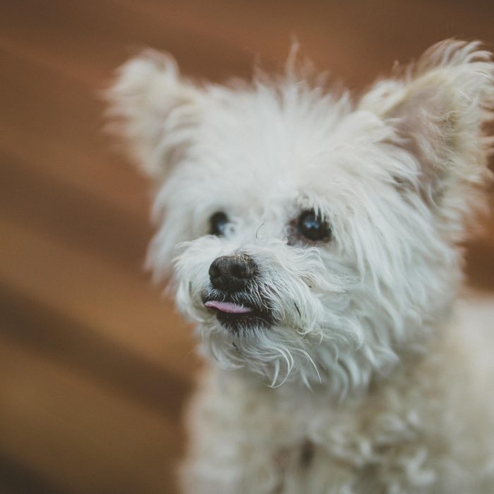 Pet Photography