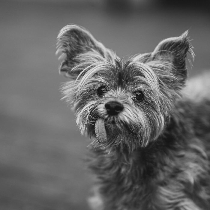 Pet Photography